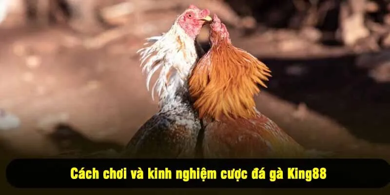 Cách chơi và kinh nghiệm cược đá gà King88