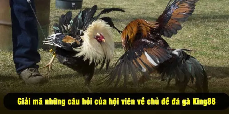 Giải mã những câu hỏi của hội viên về chủ đề đá gà King88
