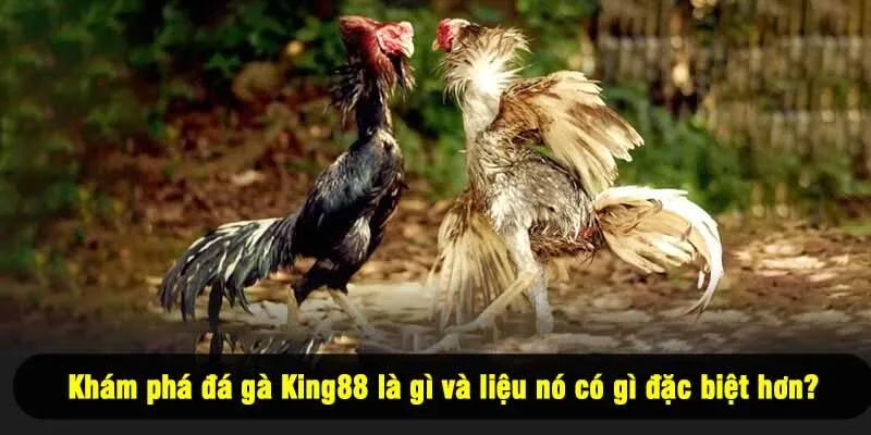 Khám phá đá gà King88 là gì và liệu nó có gì đặc biệt hơn?